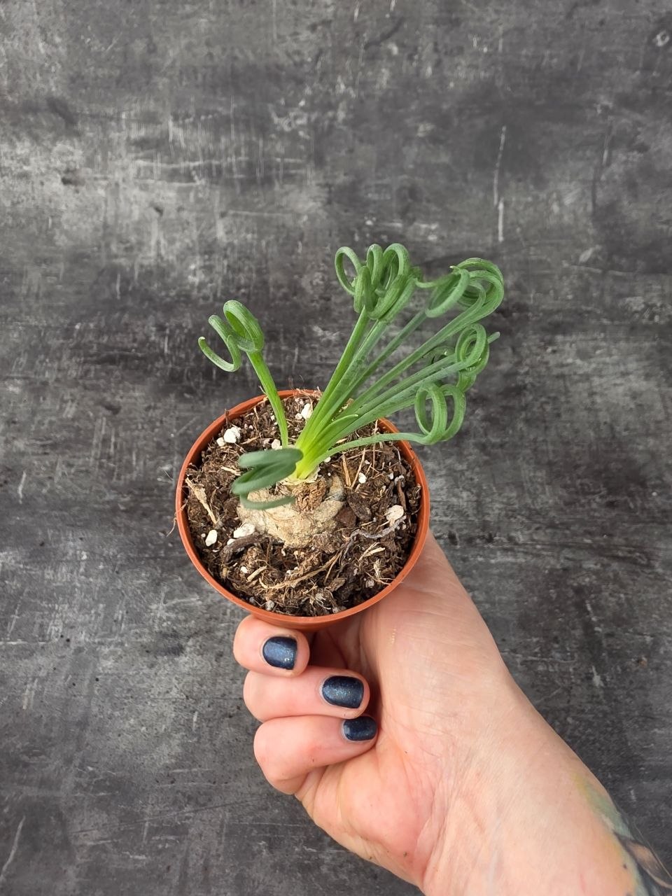 Albuca Spiralis 8,5 cm